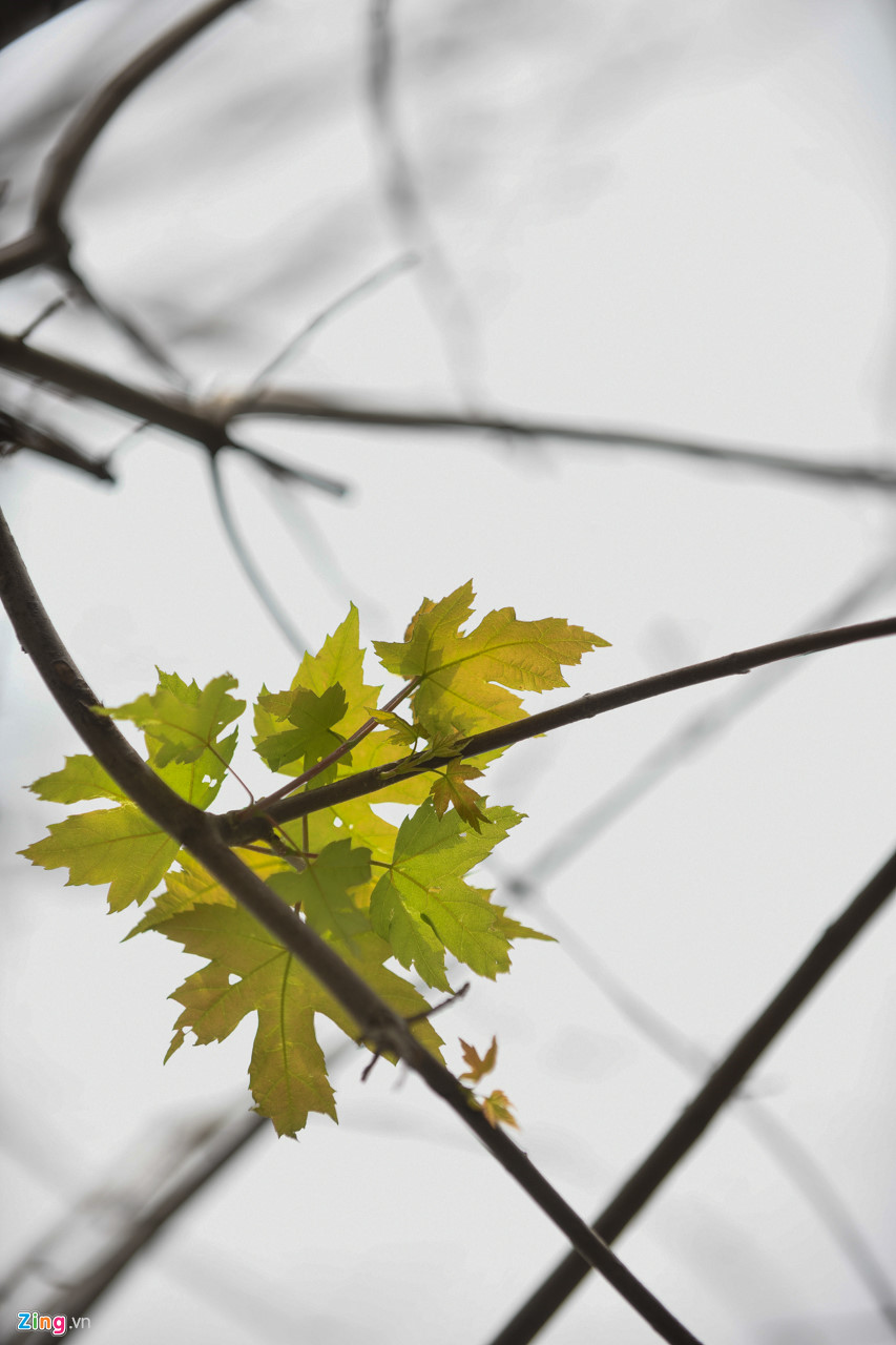 Cây phong mới trồng ở Hà Nội ra những chiếc lá đầu tiên